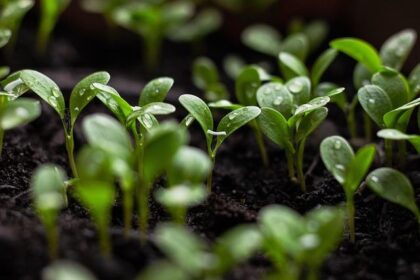 Future of Food: Berkeley exhibition explores the alternative world of sustainable cuisine