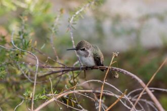 Diving hummingbirds, Botta’s gopher, sunburst lichen: Meet San Francisco’s urban wildlife – Mission Local