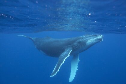 Fifth dead whale found in San Francisco Bay