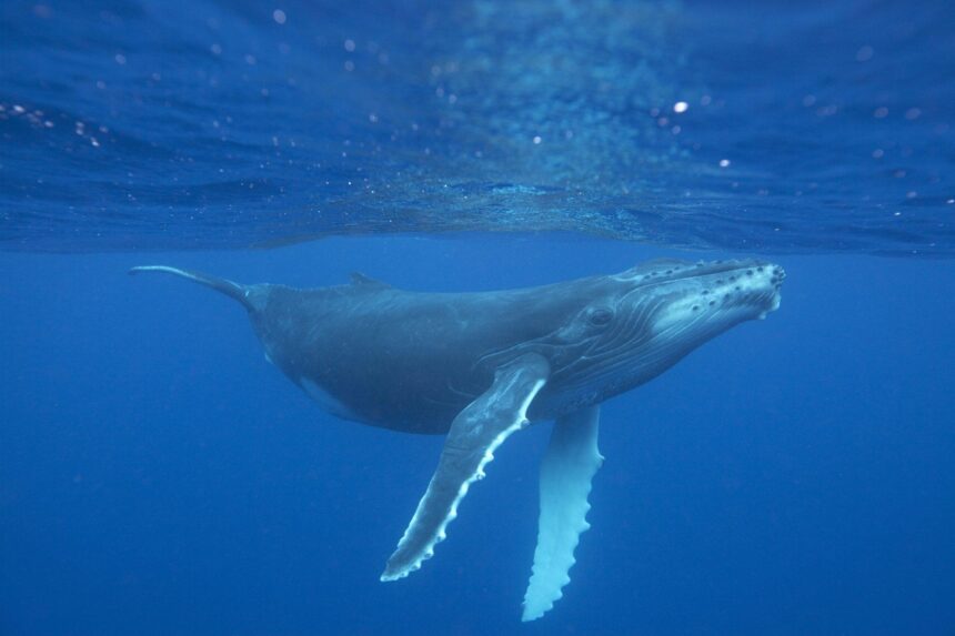 Fifth dead whale found in San Francisco Bay