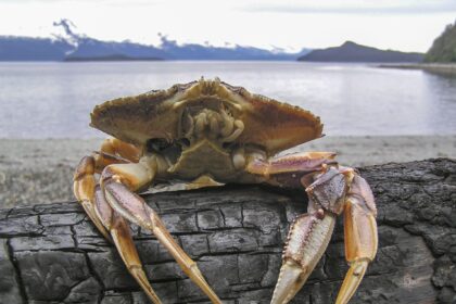 Commercial Dungeness crab season off Bay Area coast closing to safeguard whales