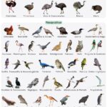 ‘Freaky and disturbing’: No one knows why birds are dying in this Bay Area neighborhood – San Francisco Chronicle