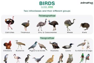 ‘Freaky and disturbing’: No one knows why birds are dying in this Bay Area neighborhood – San Francisco Chronicle