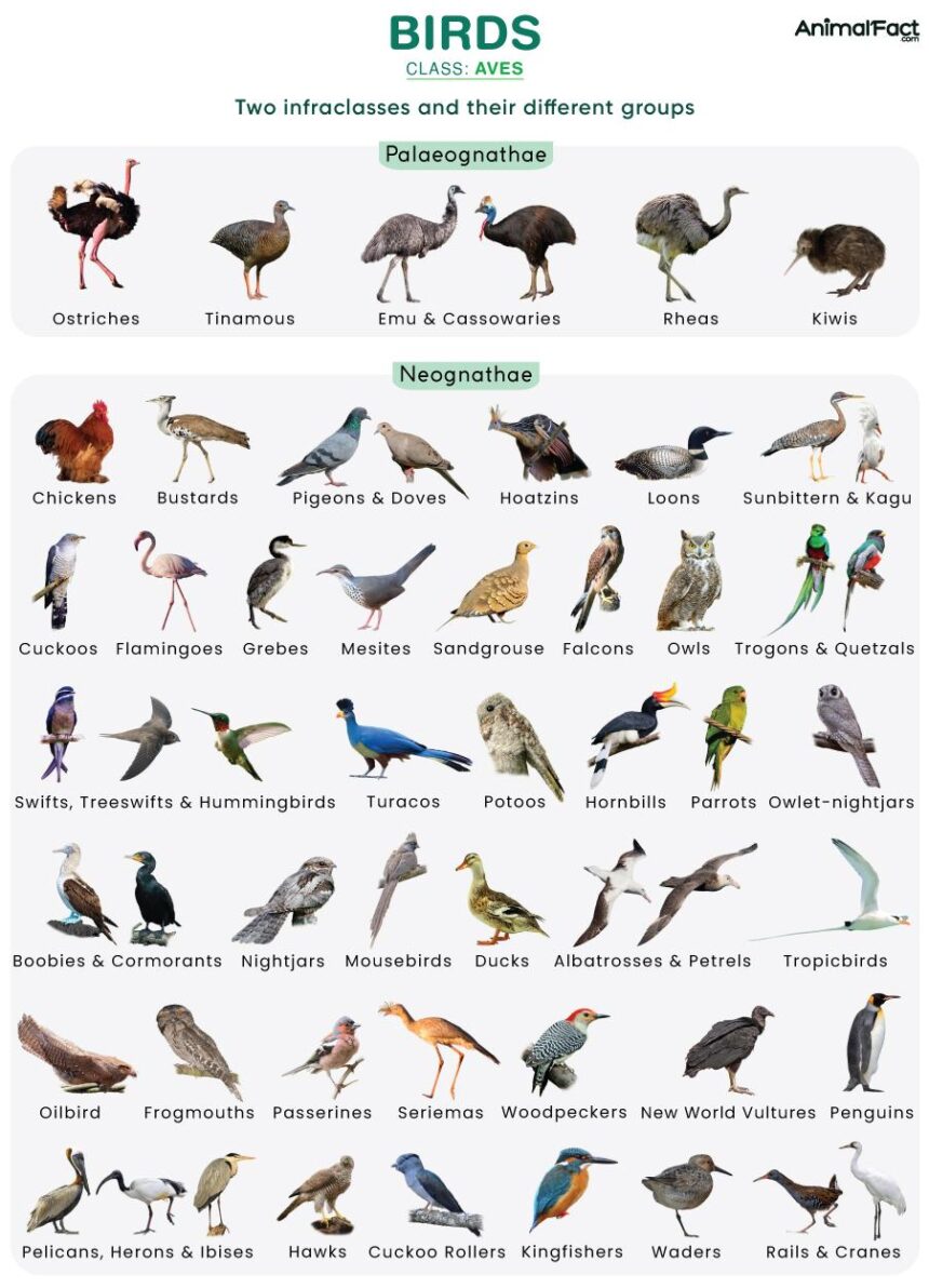 ‘Freaky and disturbing’: No one knows why birds are dying in this Bay Area neighborhood – San Francisco Chronicle