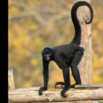 From raid to recovery: Oakland Zoo welcomes spider monkey rescued in Vallejo drug bust