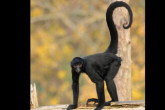 From raid to recovery: Oakland Zoo welcomes spider monkey rescued in Vallejo drug bust
