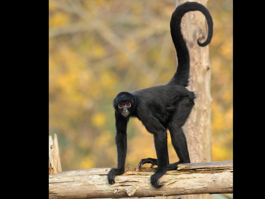 From raid to recovery: Oakland Zoo welcomes spider monkey rescued in Vallejo drug bust