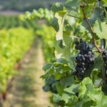 Get to know your pinot noir: Anderson Valley wine festival blends tastings with teachings