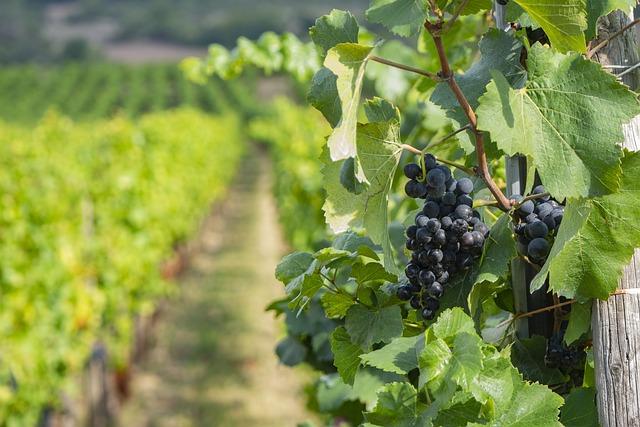 Get to know your pinot noir: Anderson Valley wine festival blends tastings with teachings