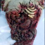 Dismembered torso recovered from San Jose field in 1981 ID’d as Oakland grandmother