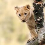 A wild visitor: Mountain lion spotted in Fairfield; residents urged to stay cautious 