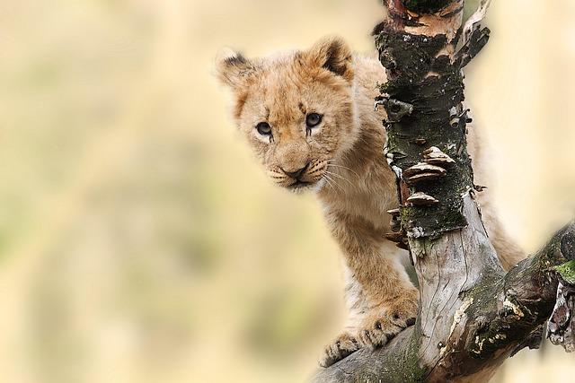 A wild visitor: Mountain lion spotted in Fairfield; residents urged to stay cautious 