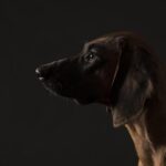 Bloodhound joins San Mateo County Sheriff’s K-9 Unit