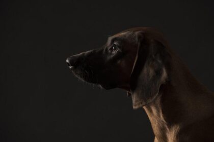 Bloodhound joins San Mateo County Sheriff’s K-9 Unit