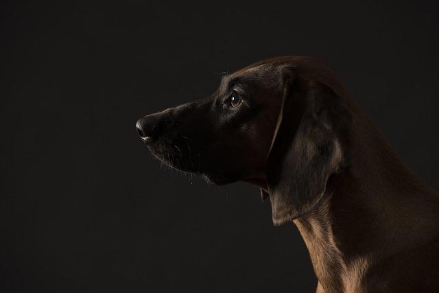 Bloodhound joins San Mateo County Sheriff’s K-9 Unit