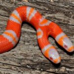 Rare two-headed snake hatches at Berkeley pet store