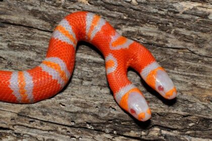 Rare two-headed snake hatches at Berkeley pet store
