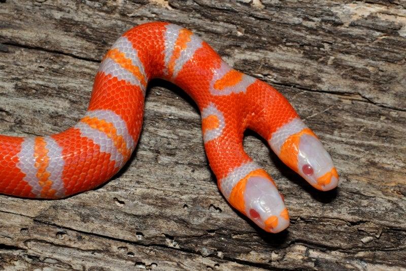 Rare two-headed snake hatches at Berkeley pet store