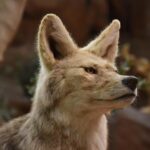Video: Coyote seen digging up grave at Bay Area cemetery