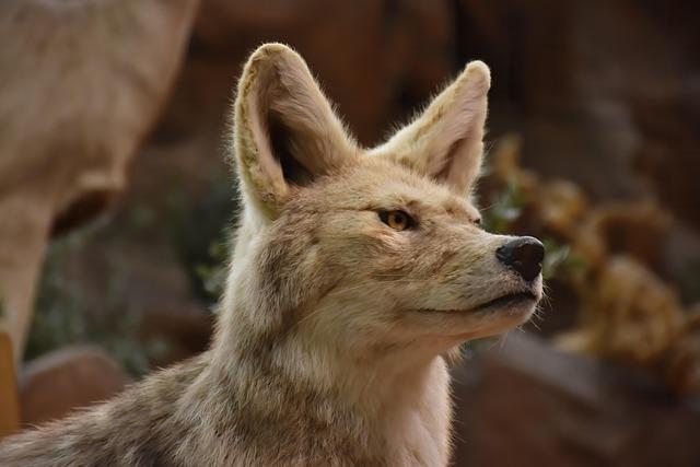 Video: Coyote seen digging up grave at Bay Area cemetery