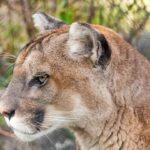 Officials urge caution as mountain lion sightings spike in Santa Cruz Country neighborhoods