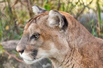 Officials urge caution as mountain lion sightings spike in Santa Cruz Country neighborhoods