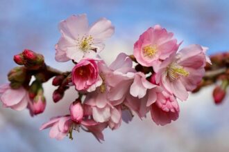 Pilfered produce: San Joaquin deputies bust trio accused of taking thousands in cherries