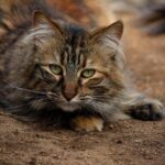 Los Gatos moves ahead with housing project near high school, bringing safety concerns