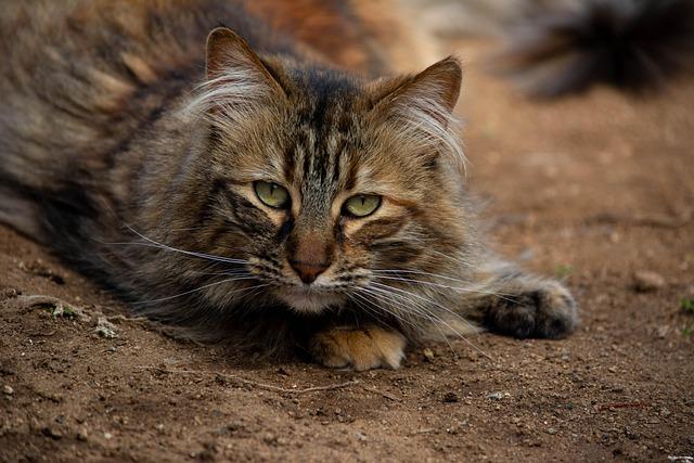 Los Gatos moves ahead with housing project near high school, bringing safety concerns