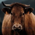 Herd of 60 cows set loose in the East Bay: Animal Services