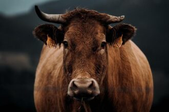 Herd of 60 cows set loose in the East Bay: Animal Services