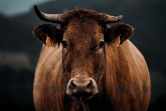 Herd of 60 cows set loose in the East Bay: Animal Services