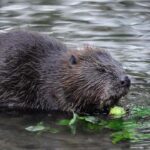 Beaver Fever Bash: A Festive Tribute to the River Rodents That Transformed Our Downtown!