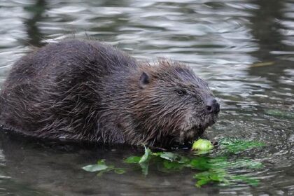 Beaver Fever Bash: A Festive Tribute to the River Rodents That Transformed Our Downtown!