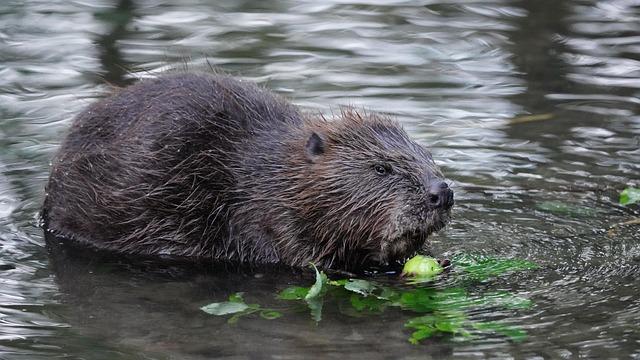 Beaver Fever Bash: A Festive Tribute to the River Rodents That Transformed Our Downtown!