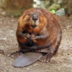 Leave it to beavers: Fest of ‘misunderstood’ critters attracts celebrants from near and far