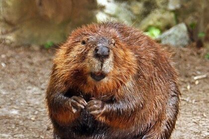 Leave it to beavers: Fest of ‘misunderstood’ critters attracts celebrants from near and far