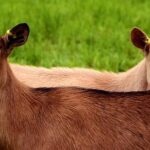Goats to the Rescue: Unconventional Fire Prevention This Fourth of July in Oakland!