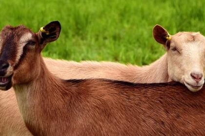 Goats to the Rescue: Unconventional Fire Prevention This Fourth of July in Oakland!