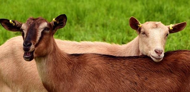 Goats to the Rescue: Unconventional Fire Prevention This Fourth of July in Oakland!