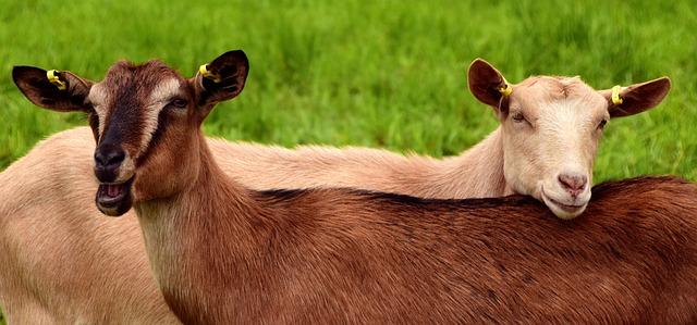 Goats to the Rescue: Unconventional Fire Prevention This Fourth of July in Oakland!