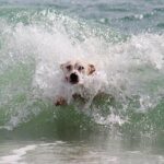 Catch the Wave: The Thrilling Comeback of the World Dog Surfing Championship in Pacifica!