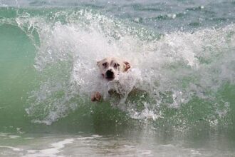 Catch the Wave: The Thrilling Comeback of the World Dog Surfing Championship in Pacifica!