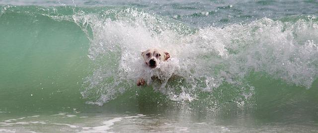 Catch the Wave: The Thrilling Comeback of the World Dog Surfing Championship in Pacifica!
