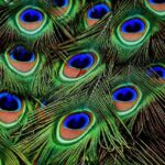 Where Have All the Peacocks Gone? Unraveling the Mystery at a Beloved Delta Hotel