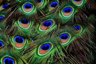 Where Have All the Peacocks Gone? Unraveling the Mystery at a Beloved Delta Hotel