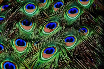 Where Have All the Peacocks Gone? Unraveling the Mystery at a Beloved Delta Hotel