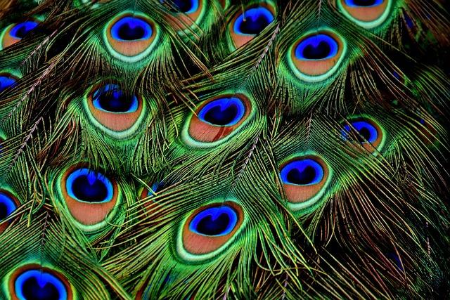 Where Have All the Peacocks Gone? Unraveling the Mystery at a Beloved Delta Hotel