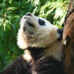 Unveiling the Drama: Power Struggles and Wild Encounters at San Francisco Zoo