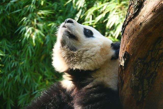 Unveiling the Drama: Power Struggles and Wild Encounters at San Francisco Zoo